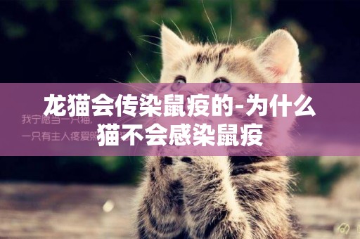 龍貓會傳染鼠疫的-為什么貓不會感染鼠疫