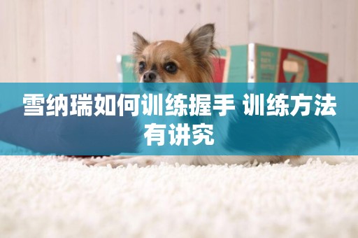 雪納瑞如何訓練握手 訓練方法有講究