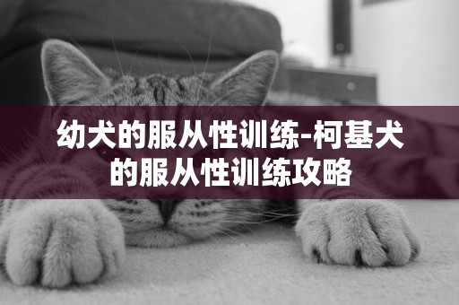 幼犬的服從性訓練-柯基犬的服從性訓練攻略 幼犬的服從性訓練-柯基犬的服從性訓練攻略
