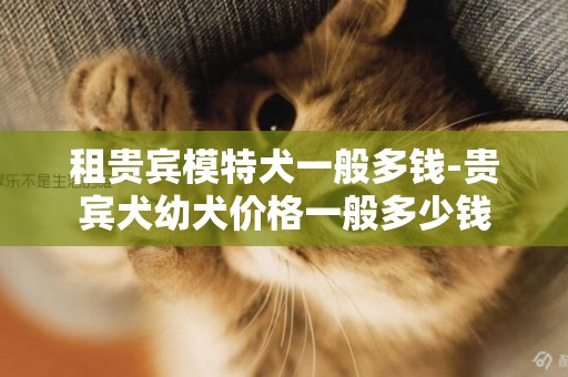 租貴賓模特犬一般多錢-貴賓犬幼犬價格一般多少錢