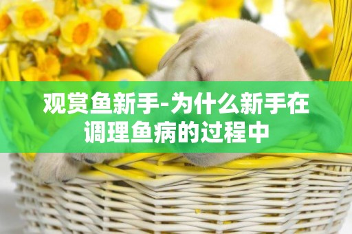 觀賞魚新手-為什么新手在調理魚病的過程中