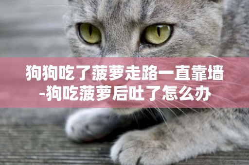 狗狗吃了菠蘿走路一直靠墻-狗吃菠蘿后吐了怎么辦 狗狗吃了菠蘿走路一直靠墻-狗吃菠蘿后吐了怎么辦
