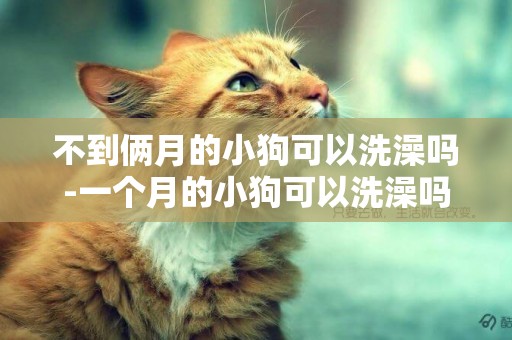 不到倆月的小狗可以洗澡嗎-一個月的小狗可以洗澡嗎