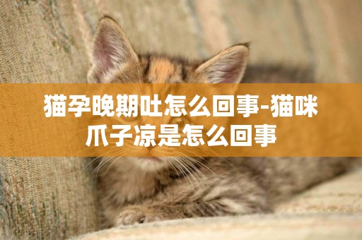 貓孕晚期吐怎么回事-貓咪爪子涼是怎么回事