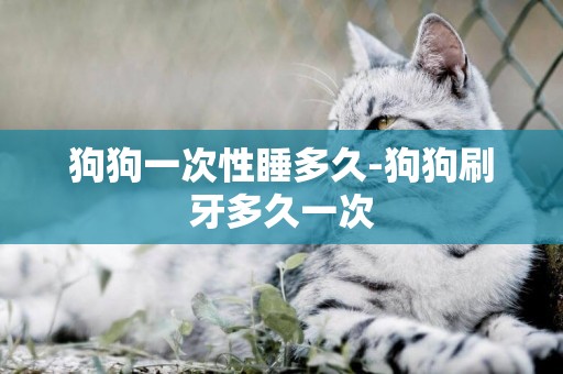 狗狗一次性睡多久-狗狗刷牙多久一次