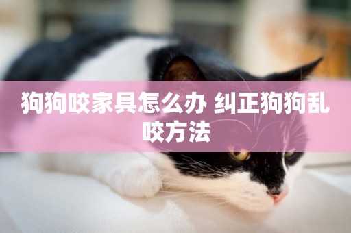 狗狗咬家具怎么辦 糾正狗狗亂咬方法