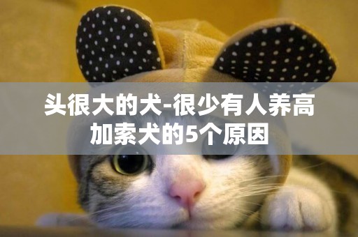頭很大的犬-很少有人養高加索犬的5個原因