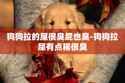 狗狗拉的屎很臭屁也臭-狗狗拉屎有點稀很臭