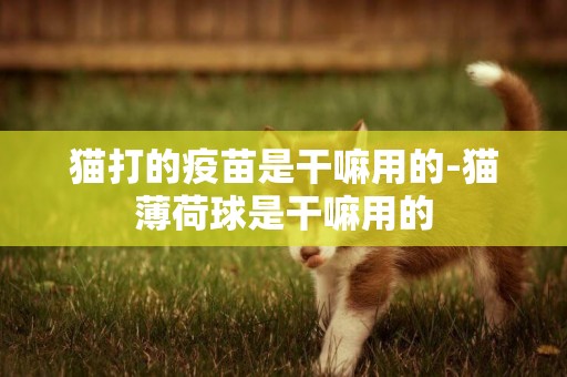 貓打的疫苗是干嘛用的-貓薄荷球是干嘛用的