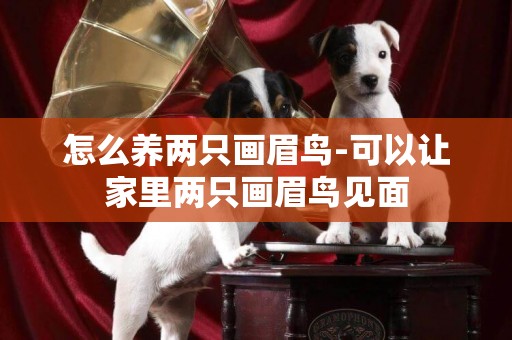 怎么養兩只畫眉鳥-可以讓家里兩只畫眉鳥見面