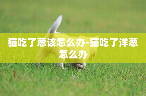 貓吃了蔥該怎么辦-貓吃了洋蔥怎么辦
