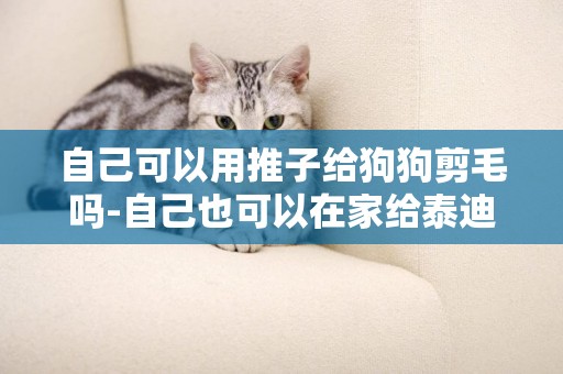 自己可以用推子給狗狗剪毛嗎-自己也可以在家給泰迪剪毛了