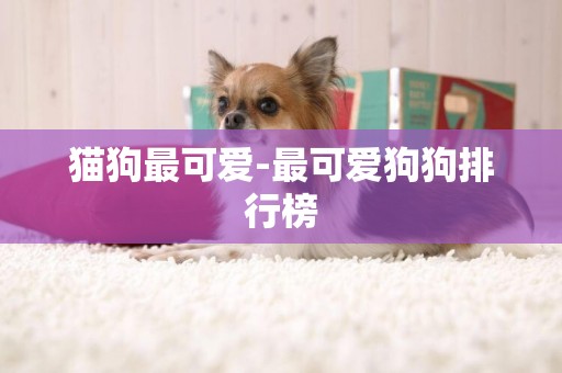 貓狗最可愛-最可愛狗狗排行榜