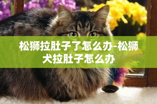 松獅拉肚子了怎么辦-松獅犬拉肚子怎么辦
