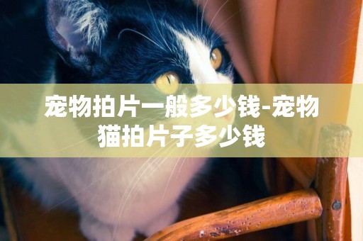 寵物拍片一般多少錢-寵物貓拍片子多少錢