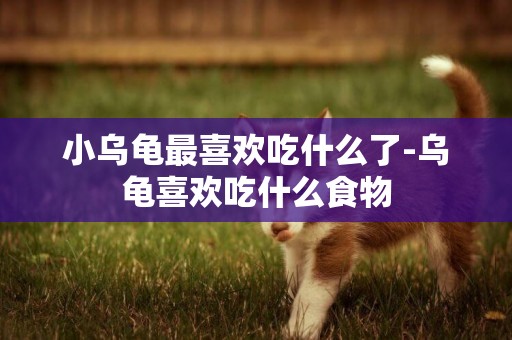 小烏龜最喜歡吃什么了-烏龜喜歡吃什么食物