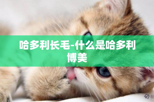 哈多利長毛-什么是哈多利博美