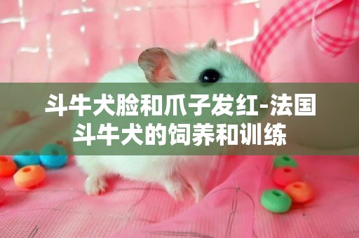 斗牛犬臉和爪子發紅-法國斗牛犬的飼養和訓練
