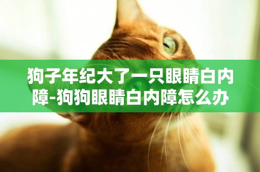 狗子年紀大了一只眼睛白內障-狗狗眼睛白內障怎么辦
