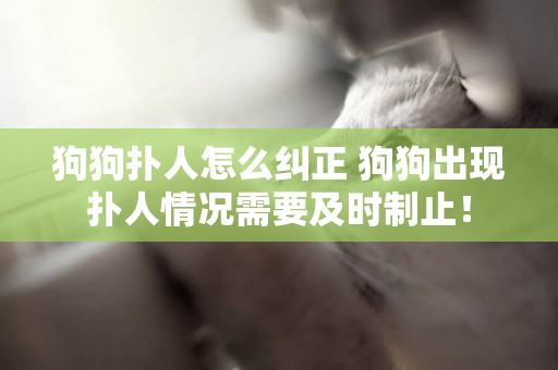 狗狗撲人怎么糾正 狗狗出現撲人情況需要及時制止！