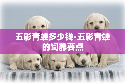 五彩青蛙多少錢-五彩青蛙的飼養要點