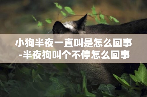 小狗半夜一直叫是怎么回事-半夜狗叫個不停怎么回事