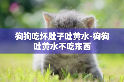 狗狗吃壞肚子吐黃水-狗狗吐黃水不吃東西