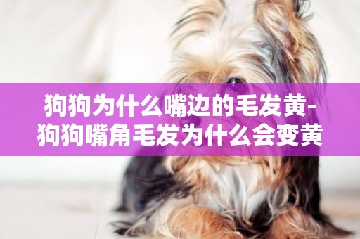 狗狗為什么嘴邊的毛發黃-狗狗嘴角毛發為什么會變黃