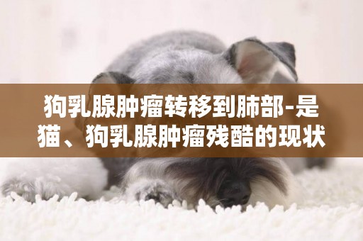 狗乳腺腫瘤轉移到肺部-是貓、狗乳腺腫瘤殘酷的現狀