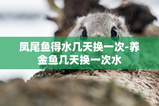 鳳尾魚得水幾天換一次-養金魚幾天換一次水