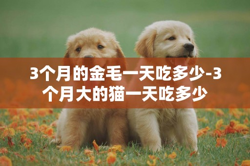 3個月的金毛一天吃多少-3個月大的貓一天吃多少