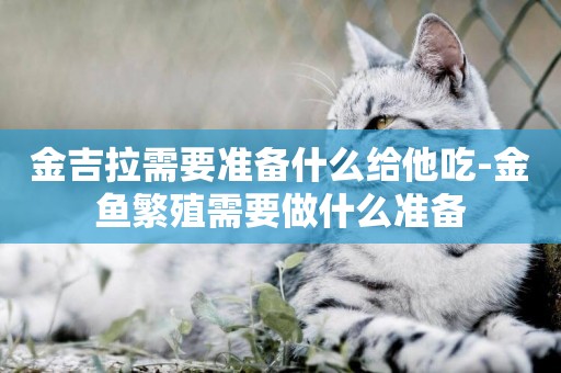金吉拉需要準備什么給他吃-金魚繁殖需要做什么準備