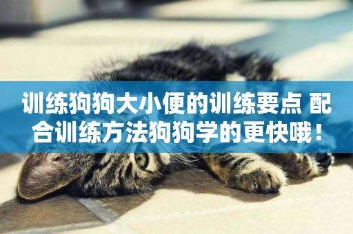 訓練狗狗大小便的訓練要點 配合訓練方法狗狗學的更快哦！
