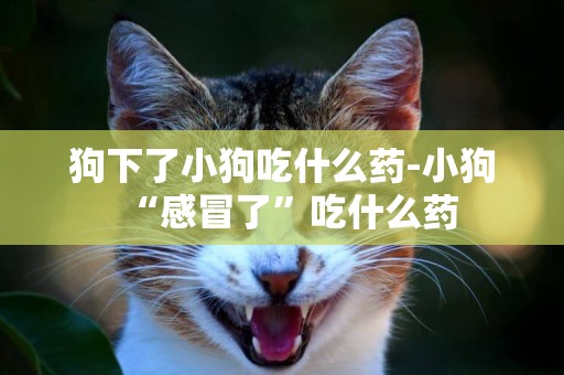 狗下了小狗吃什么藥-小狗“感冒了”吃什么藥