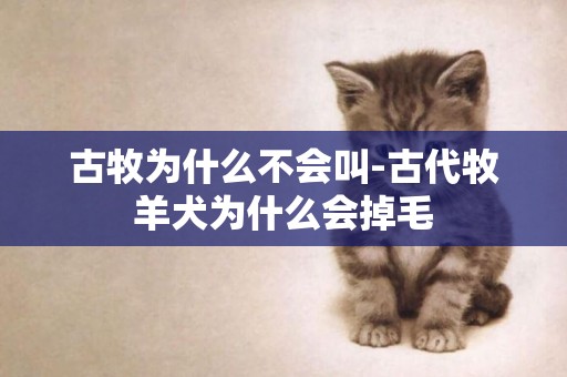古牧為什么不會叫-古代牧羊犬為什么會掉毛