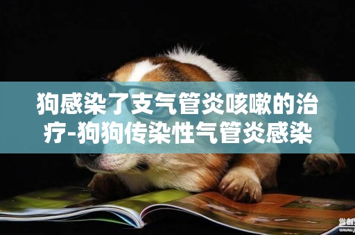 狗感染了支氣管炎咳嗽的治療-狗狗傳染性氣管炎感染性支氣管炎的治療