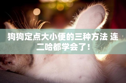 狗狗定點大小便的三種方法 連二哈都學會了！