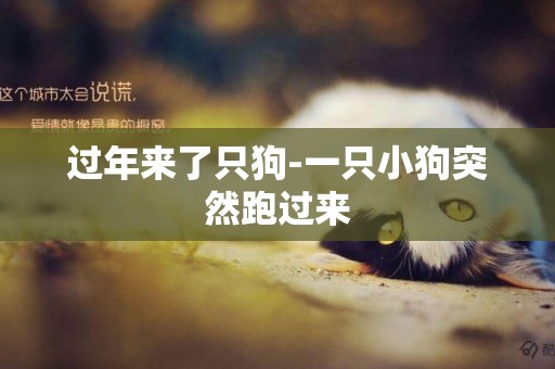 過年來了只狗-一只小狗突然跑過來