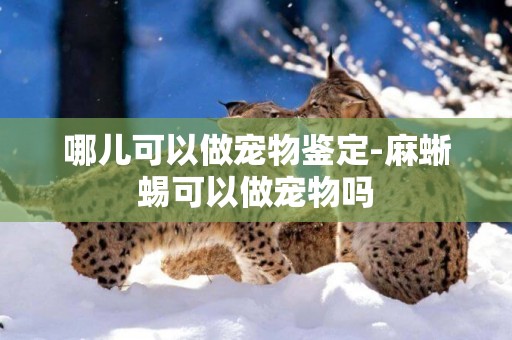 哪兒可以做寵物鑒定-麻蜥蜴可以做寵物嗎