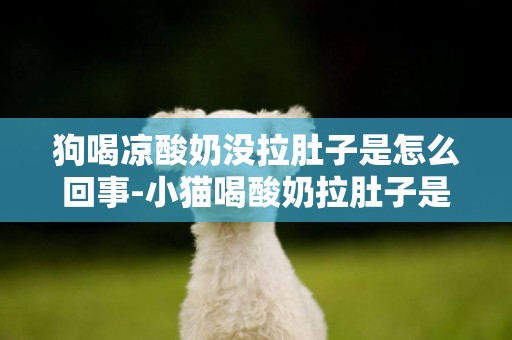 狗喝涼酸奶沒拉肚子是怎么回事-小貓喝酸奶拉肚子是怎么回事