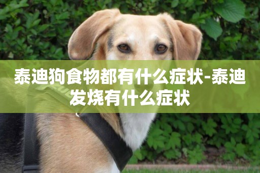 泰迪狗食物都有什么癥狀-泰迪發燒有什么癥狀