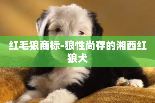 紅毛狼商標-狼性尚存的湘西紅狼犬