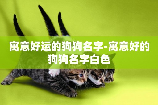 寓意好運的狗狗名字-寓意好的狗狗名字白色