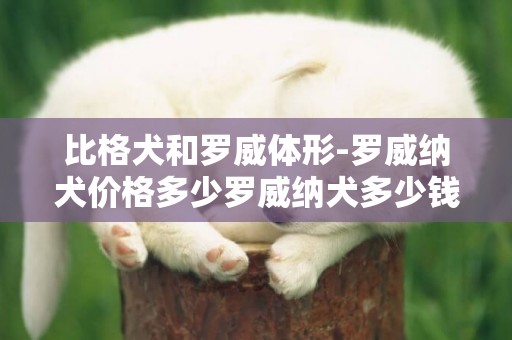比格犬和羅威體形-羅威納犬價格多少羅威納犬多少錢一只