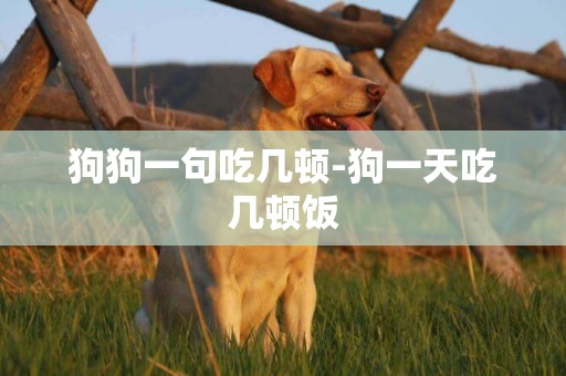 狗狗一句吃幾頓-狗一天吃幾頓飯