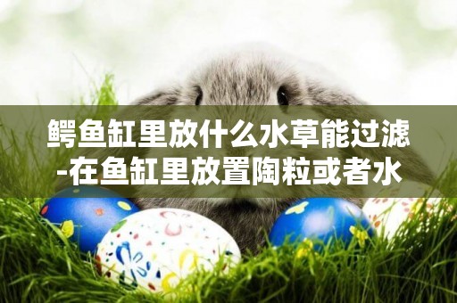 鱷魚缸里放什么水草能過濾-在魚缸里放置陶粒或者水草泥有沒有清洗、消毒的必要