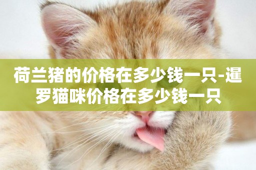 荷蘭豬的價格在多少錢一只-暹羅貓咪價格在多少錢一只