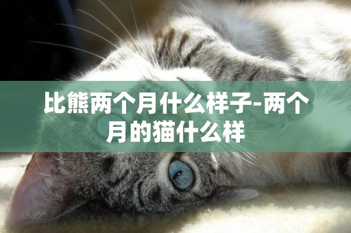 比熊兩個月什么樣子-兩個月的貓什么樣