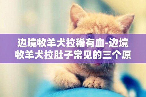 邊境牧羊犬拉稀有血-邊境牧羊犬拉肚子常見的三個原因