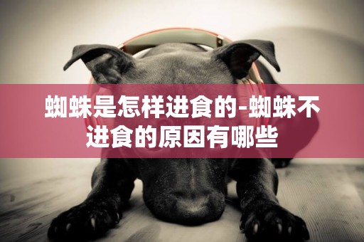 蜘蛛是怎樣進食的-蜘蛛不進食的原因有哪些
